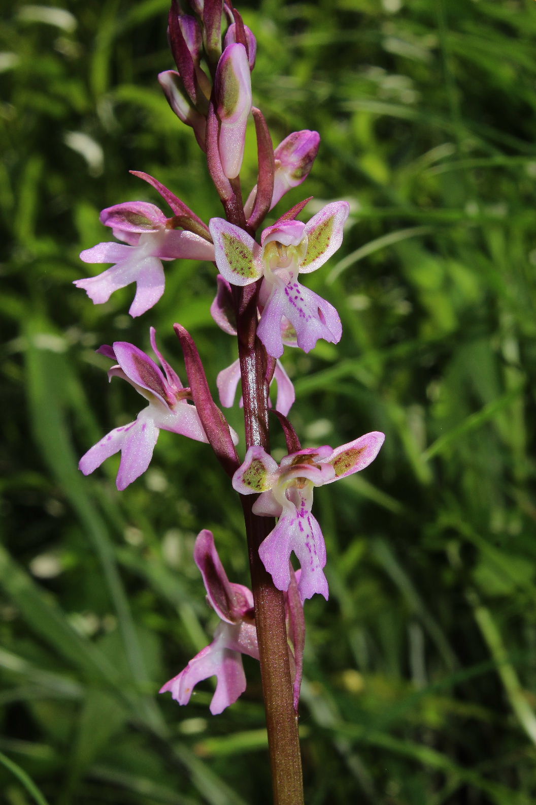 Orchis patens / Orchidea aperta